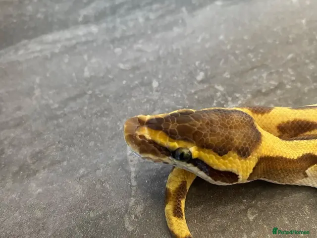 Python Snake reptiles for sale: Hatchling royal pythons. - Advert 2