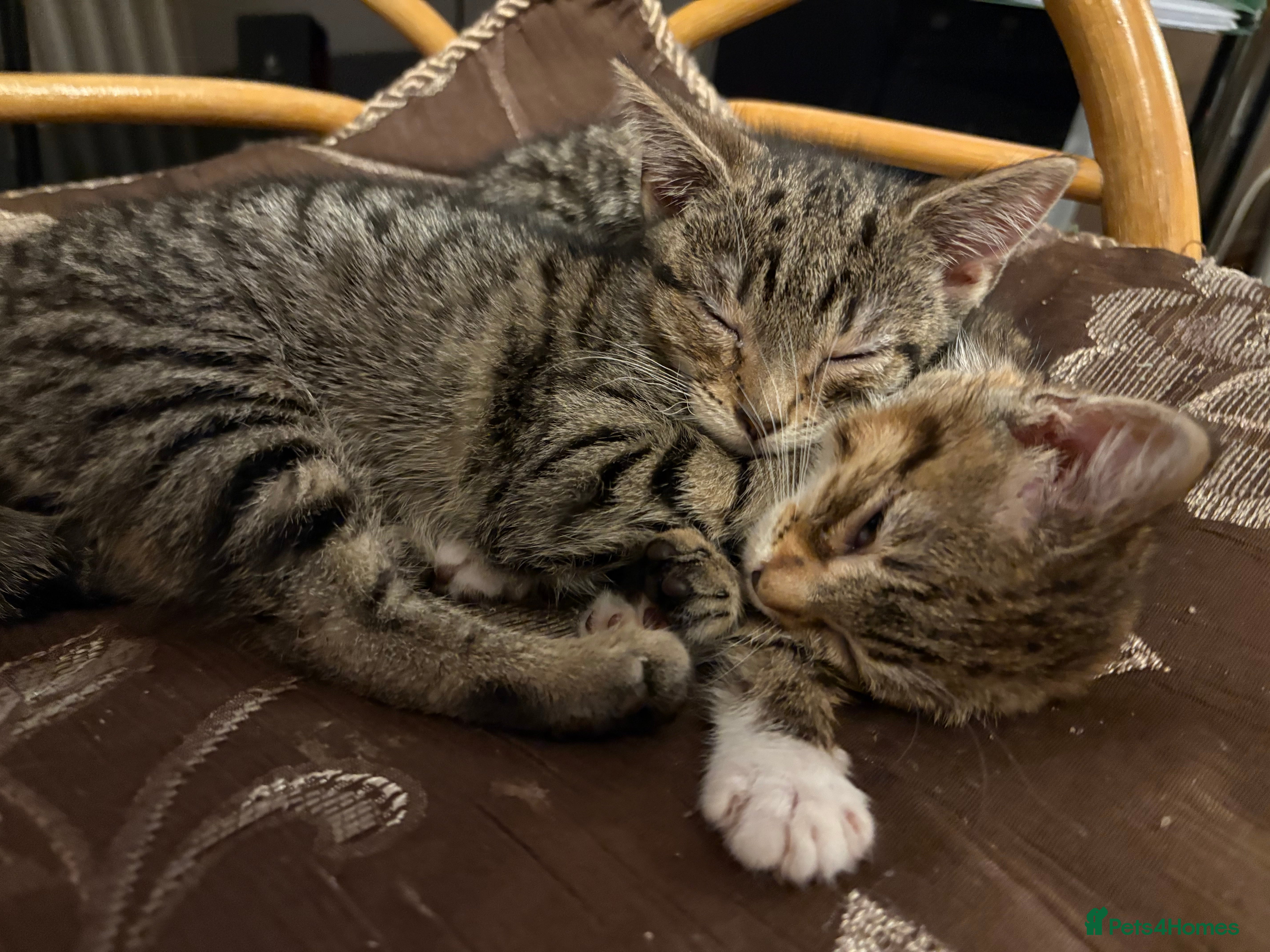 American Shorthair cats Two Tabby Kittens - Advert 1