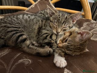 American Shorthair cats Two Tabby Kittens - Advert 1