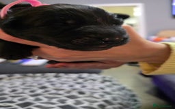 German Shepherd dogs for sale: Amazing german shepherd puppies for rehousing  - Advert 5