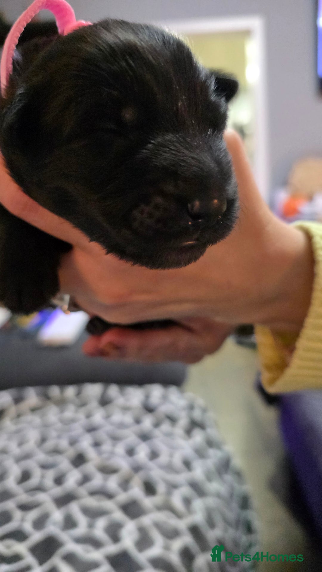 German Shepherd dogs for sale: Amazing german shepherd puppies for rehousing  - Advert 5