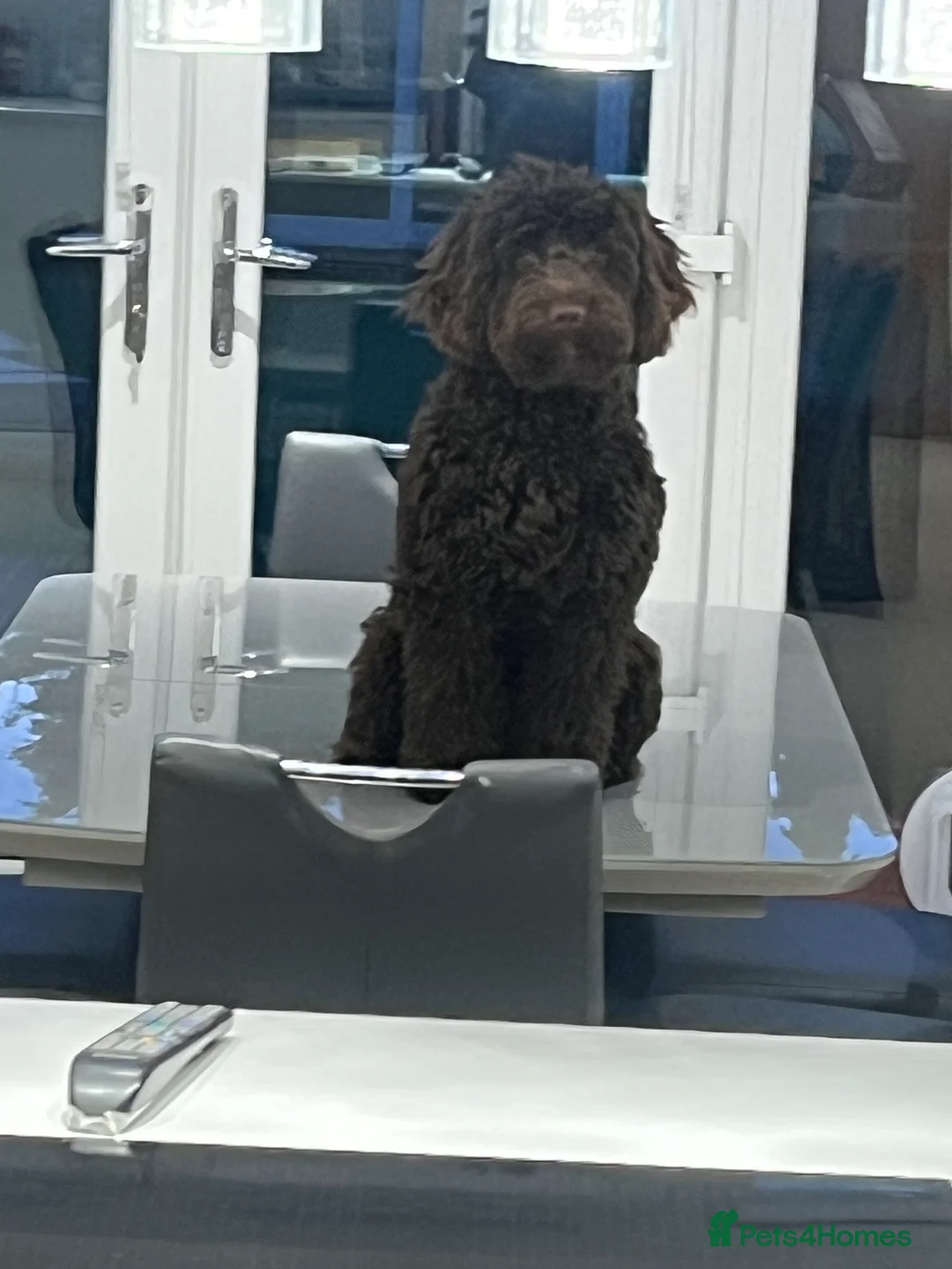 Cockapoo dogs for sale: 10 month old cockapoo  - Advert 1