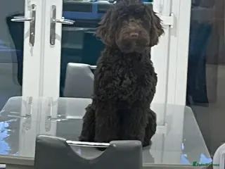 Cockapoo dogs 10 month old cockapoo - Advert 1