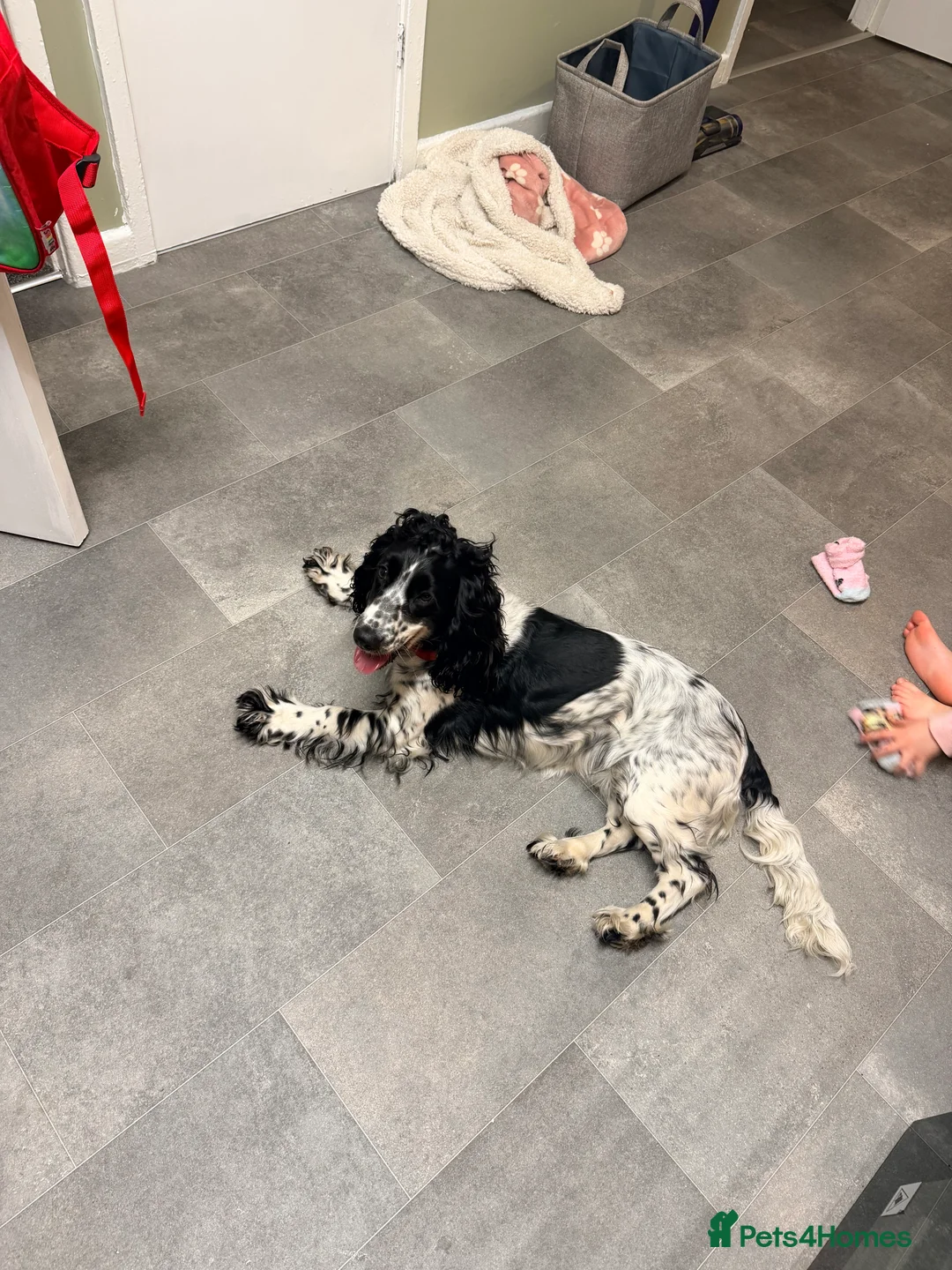 Cocker Spaniel dogs for sale: Cocker spaniel  - Advert 3