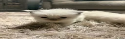 Ragdoll cats for sale: Male ragdoll kitten  - Advert 2
