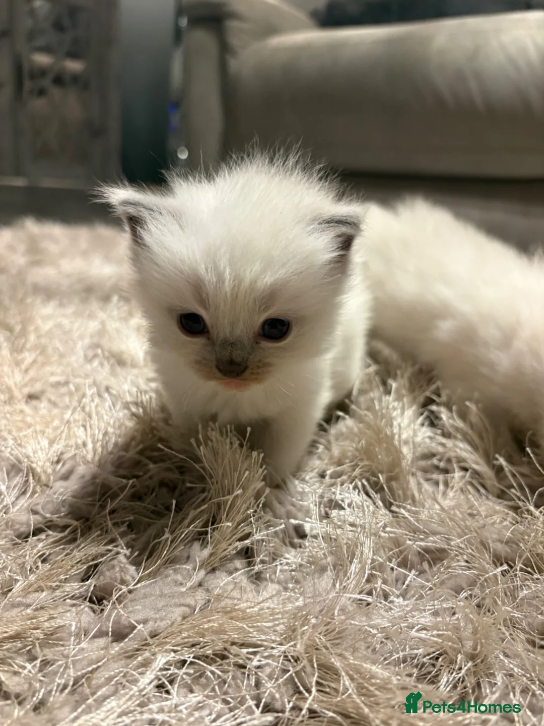 Ragdoll cats for sale: Male ragdoll kitten  - Advert 2