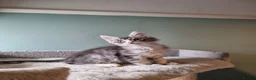 Maine Coon cats for sale: Tica!! Amazing kittens - Advert 14