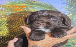 Sprocker dogs for sale: Beautiful Sproker pups for sale   - Image 24