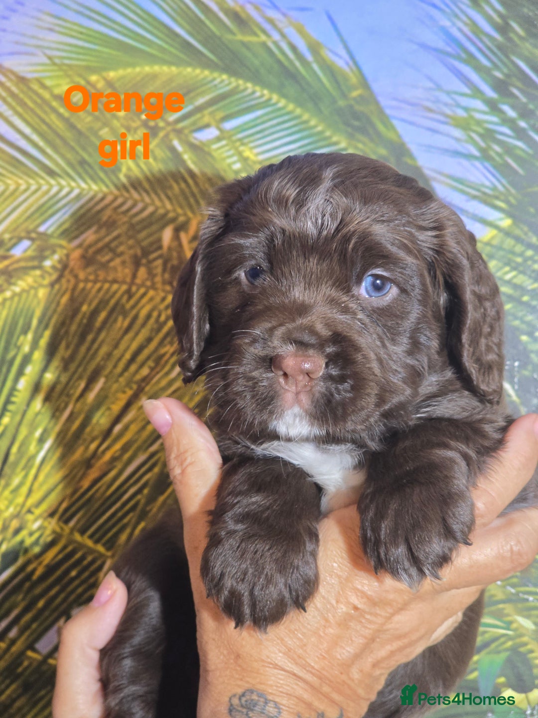Sprocker dogs for sale: Beautiful Sproker pups for sale   - Image 24