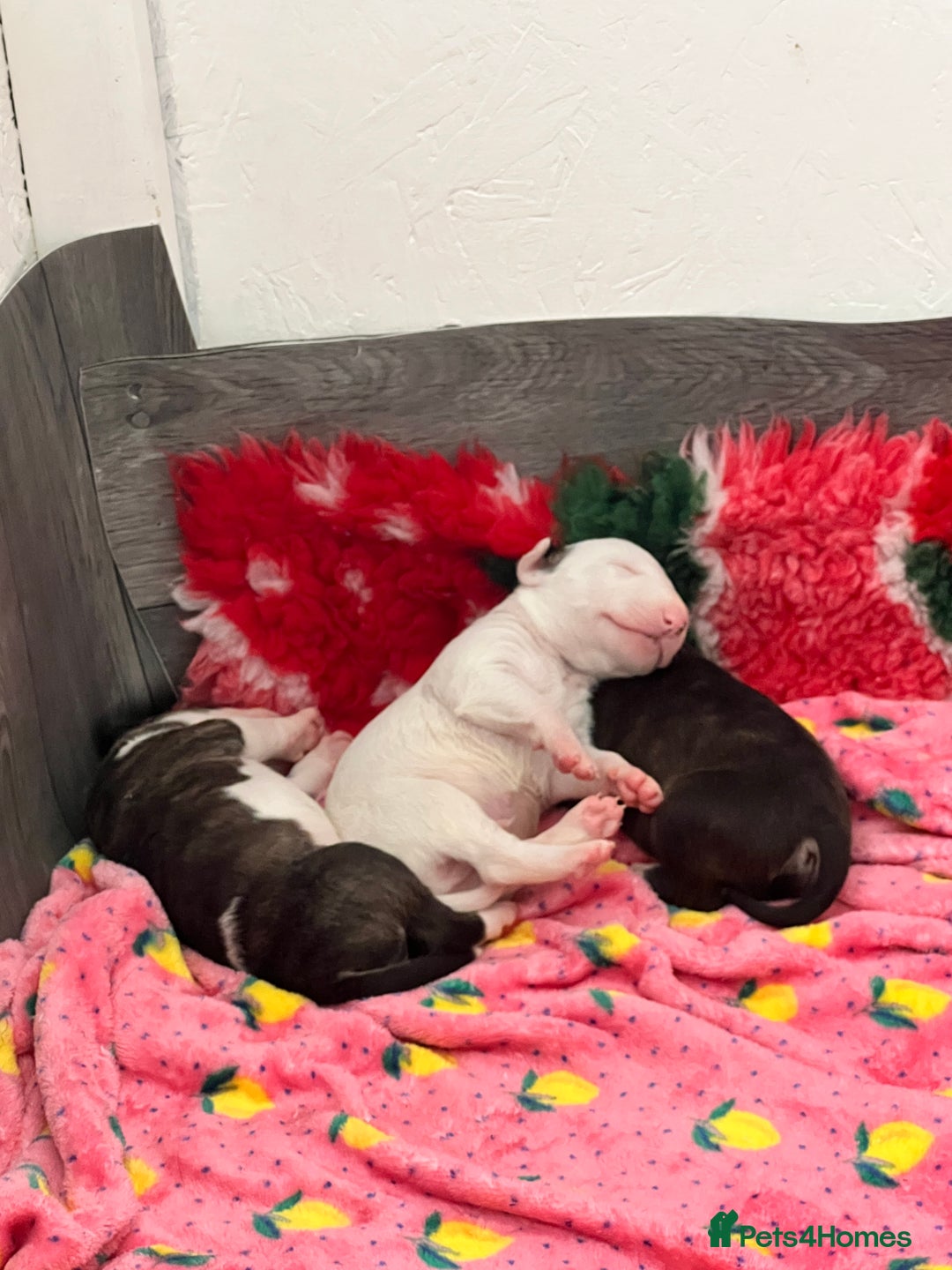 English Bull Terrier dogs for sale: Janineabullz bull terriers beautiful litter  - Image 20