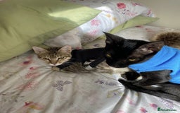 Arabian Mau cats for adoption: Spooky - Image 2