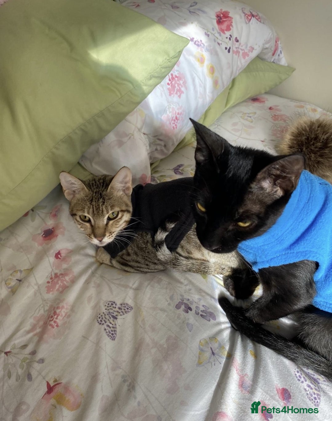 Arabian Mau cats for adoption: Spooky - Image 2