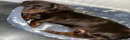 Miniature Dachshund dogs for sale: Stunning 5 ⭐️ long-haired miniature dachshunds - Advert 8