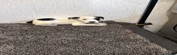 Jack Russell dogs for sale: Working type jack Russell pups  - Advert 8