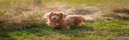 Dachshund dogs for stud: Dachshund miniature long Haired for stud - Advert 7