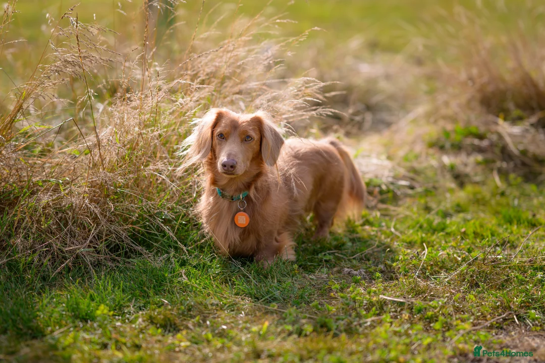 Dachshund dogs for stud: Dachshund miniature long Haired for stud - Advert 7
