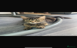 British Longhair cats for sale: 2 kittens one male one female - Image 4