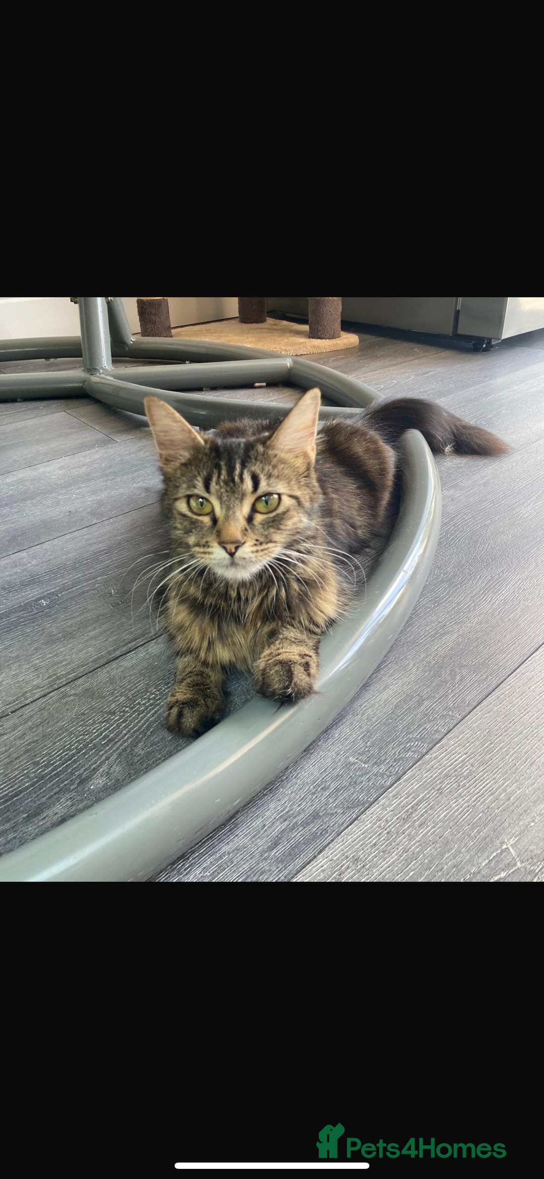 British Longhair cats for sale: 2 kittens one male one female - Image 4