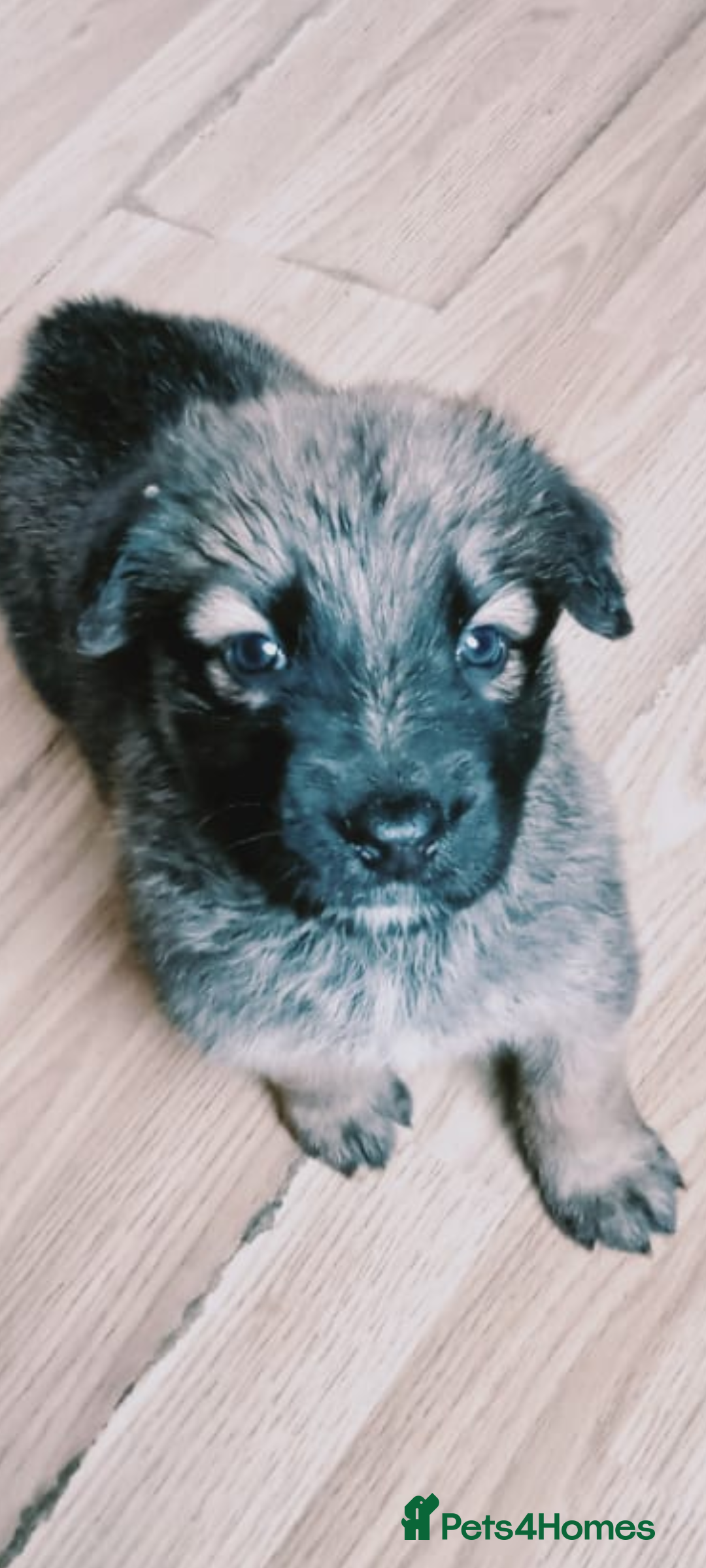 Mixed Breed dogs for sale: German shepherd cross deerhound  - Image 7