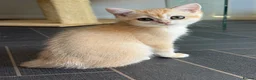 British Shorthair cats for sale: GCCF reg BSH Black Golden Kittens - Advert 6
