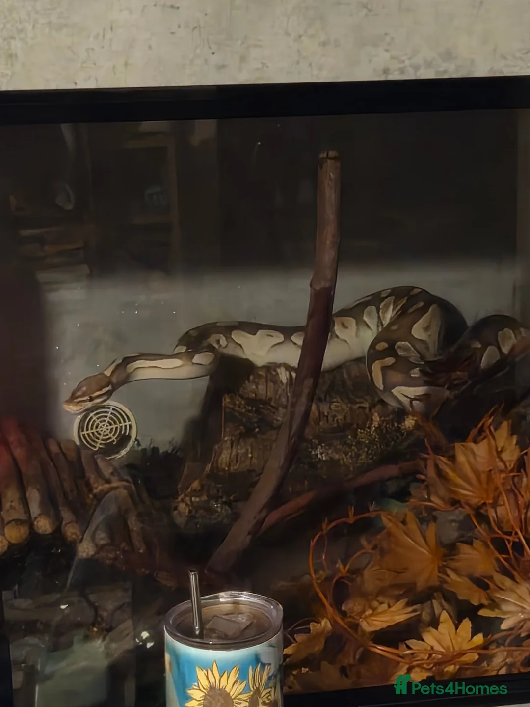 Python Snake reptiles for sale: Lesser Platium Ball Python - Advert 1