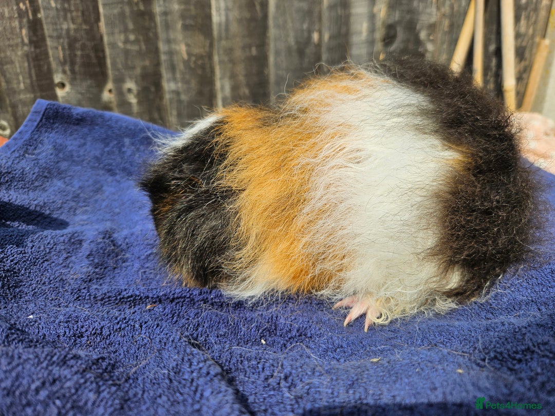 Guinea Pig rodents for sale: 3 young male guinea pigs available - Image 2