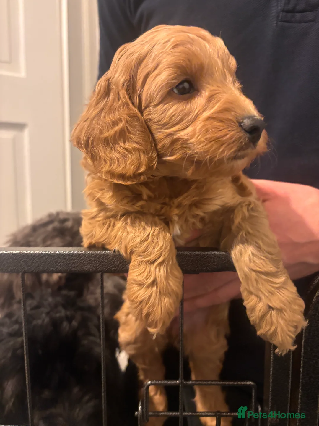 Cockapoo dogs for sale: Beautiful cockapoo puppies for sale  - Advert 8