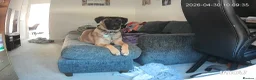 Mixed Breed dogs for sale: Heartbreaking need to rehome beloved dog - Advert 1