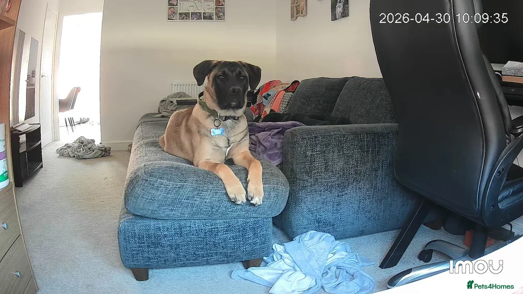 Mixed Breed dogs for sale: Heartbreaking need to rehome beloved dog - Advert 1