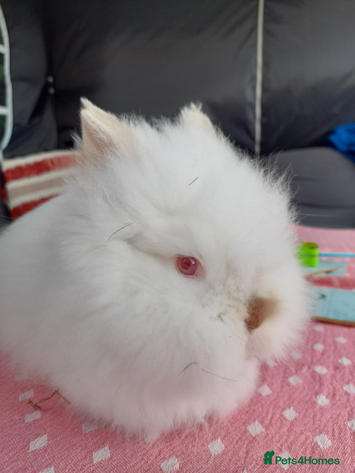 Lionhead rabbits Lionhead Baby Bunnies  - Advert 18