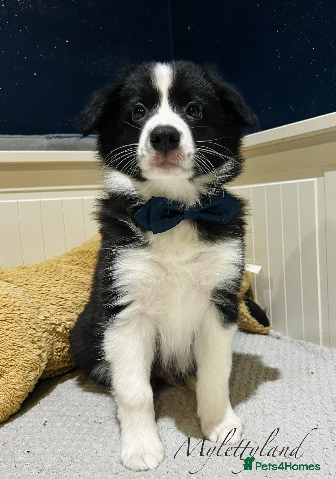 Border Collie dogs for sale: 5⭐️breeder KC DNA tested champions border collie  - Advert 14