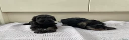 Miniature Schnauzer dogs for sale: 🐶 Miniature Schnauzer Puppy for Sale 🖤🤍 - Advert 8
