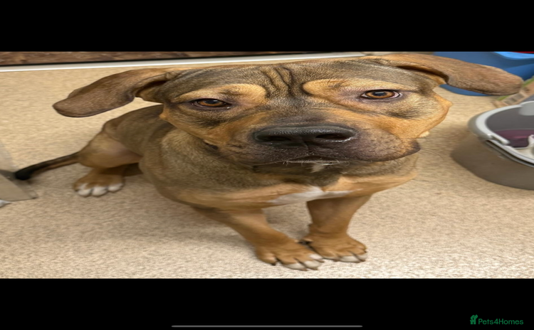 Cane Corso dogs - Advert 1
