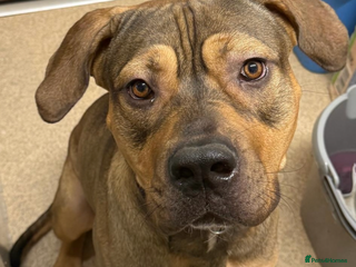 Cane Corso dogs - Advert 9