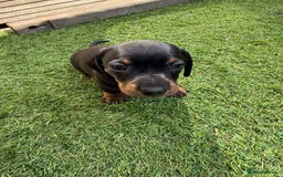 Miniature Dachshund dogs for sale: KC Reg, short haired miniature daschund puppies - Image 11