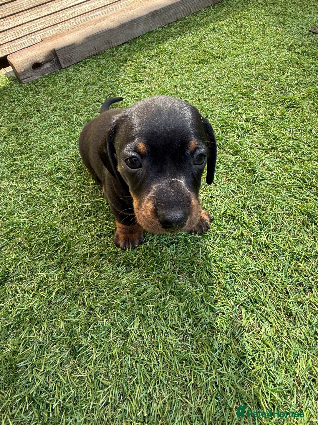 Miniature Dachshund dogs for sale: KC Reg, short haired miniature daschund puppies - Image 11