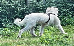 Mixed Breed dogs for adoption: BENJI - a handsome & gentle Boy  for a Loving Home - Image 25