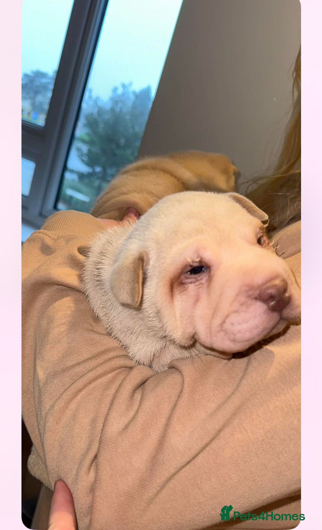 Shar Pei dogs for sale: shar peis - Advert 12