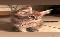Maine Coon cats for sale: Mainecoon Kittens  - Image 13