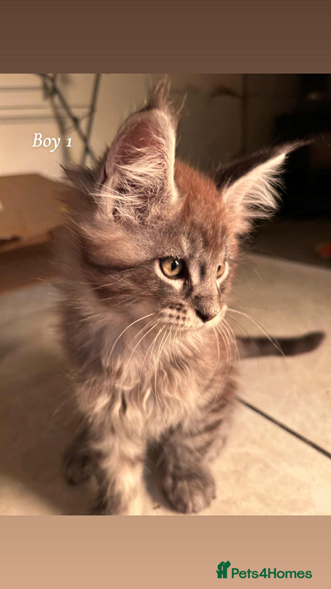 Maine Coon cats for sale: Mainecoon Kittens  - Image 13