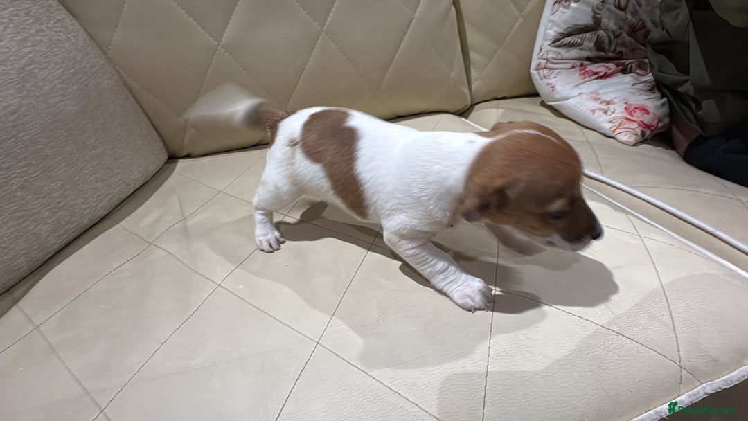 Jack Russell dogs for sale: Jack Russell - Advert 9