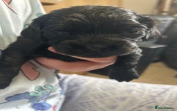 Cockalier dogs for sale: Cocker spaniel x Cavalier King Charles ( Cockalier - Advert 9