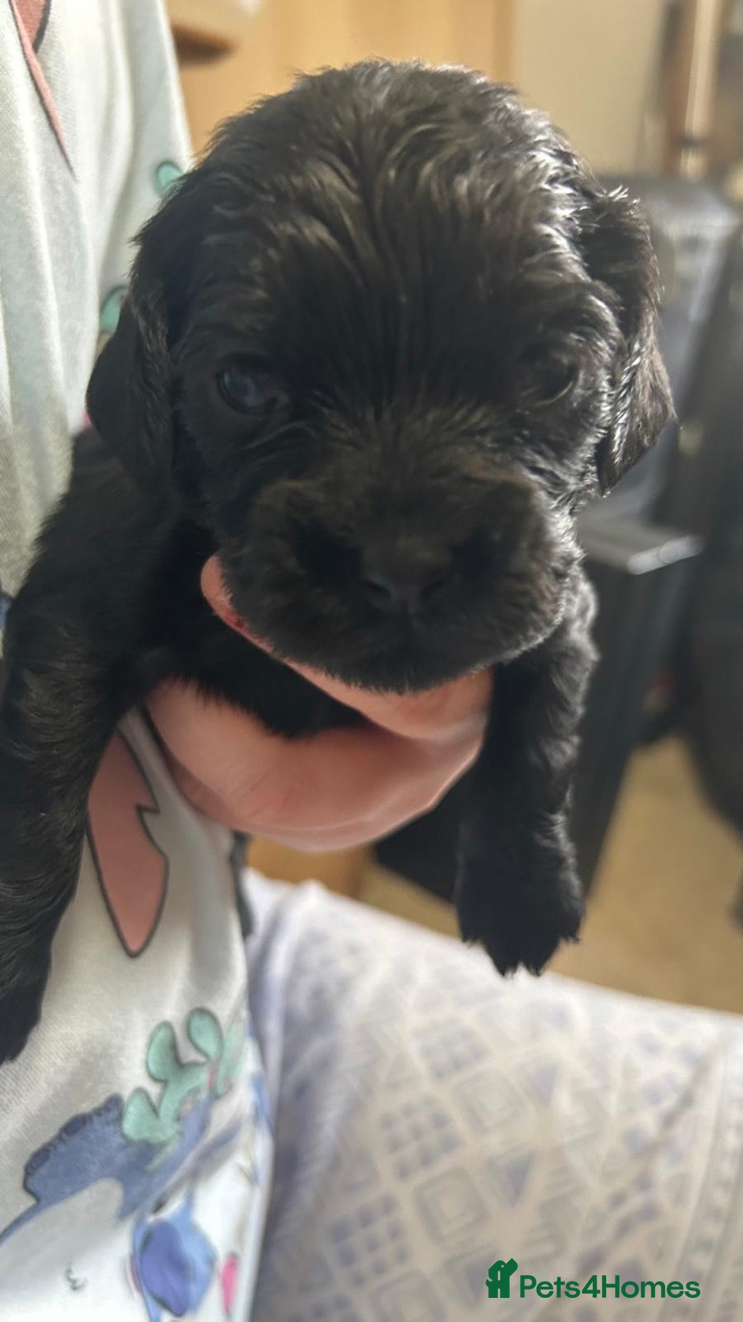 Cockalier dogs for sale: Cocker spaniel x Cavalier King Charles ( Cockalier - Advert 9