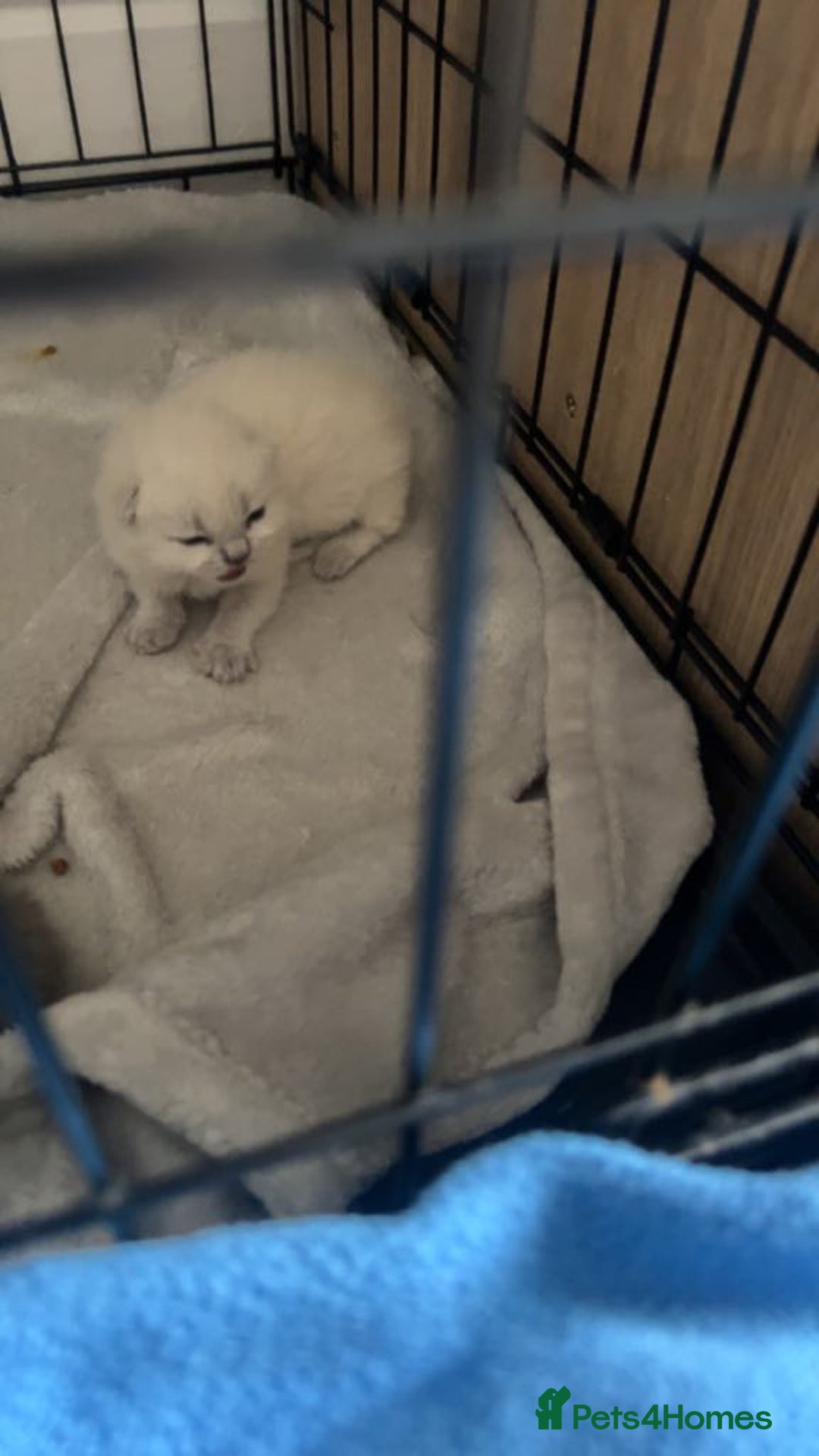 British Shorthair cats for sale: British short haired kittens  - Image 3