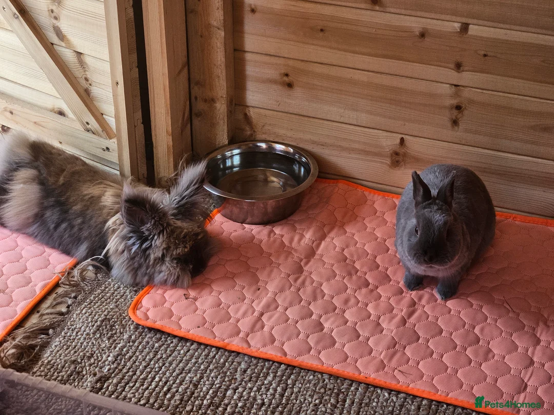 Lionhead rabbits for sale: 2 female spayed rabbits - Advert 10