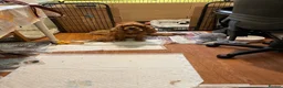 Cavapoo dogs for sale: Beautiful Golden cavapoo puppies - Advert 14