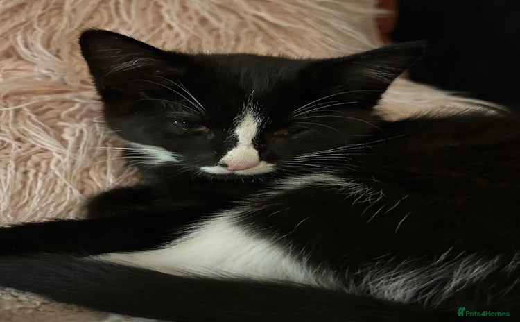 Mixed Breed cats - Advert 11