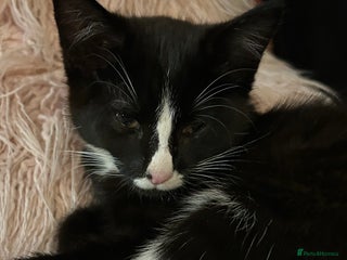 Mixed Breed cats Gorgeous, playful little kittens - Advert 18