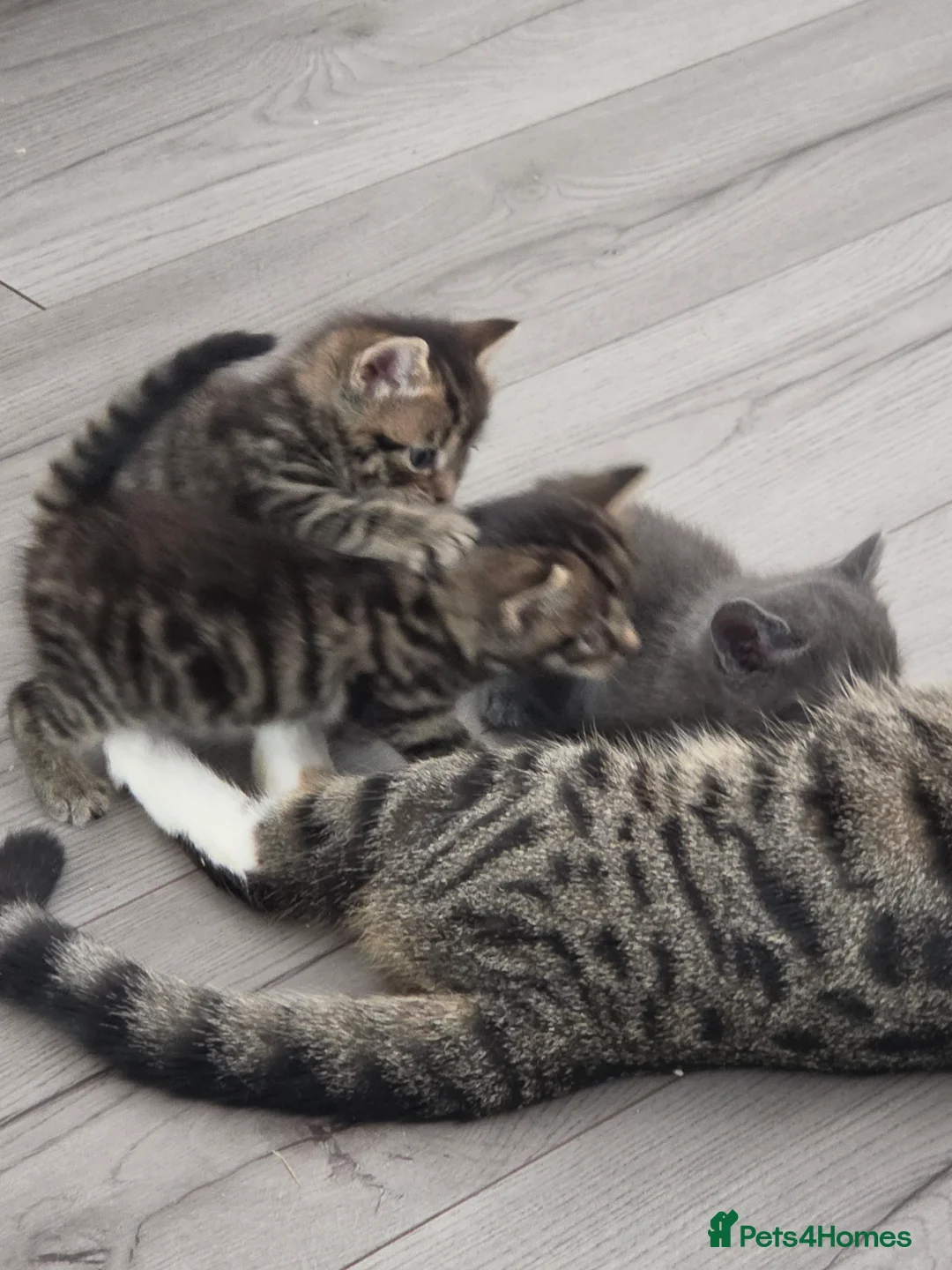 Domestic Shorthair cats for sale: 4 beautiful kittens in Wolverhampton - Advert 2