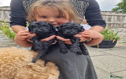 Toy Poodle dogs for sale: Toy poodle puppies  - Image 3
